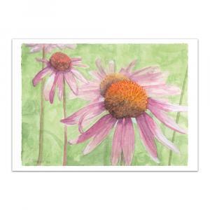 Echinacea in aquarel