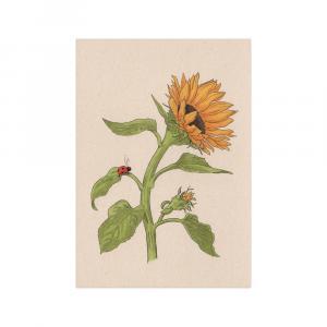 Zonnebloem met lieveheersbeestje